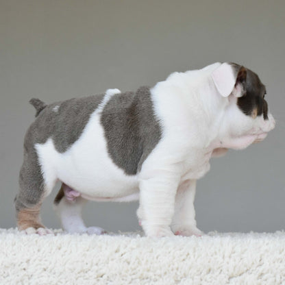 KASH (Boy) - WB English Bulldogs