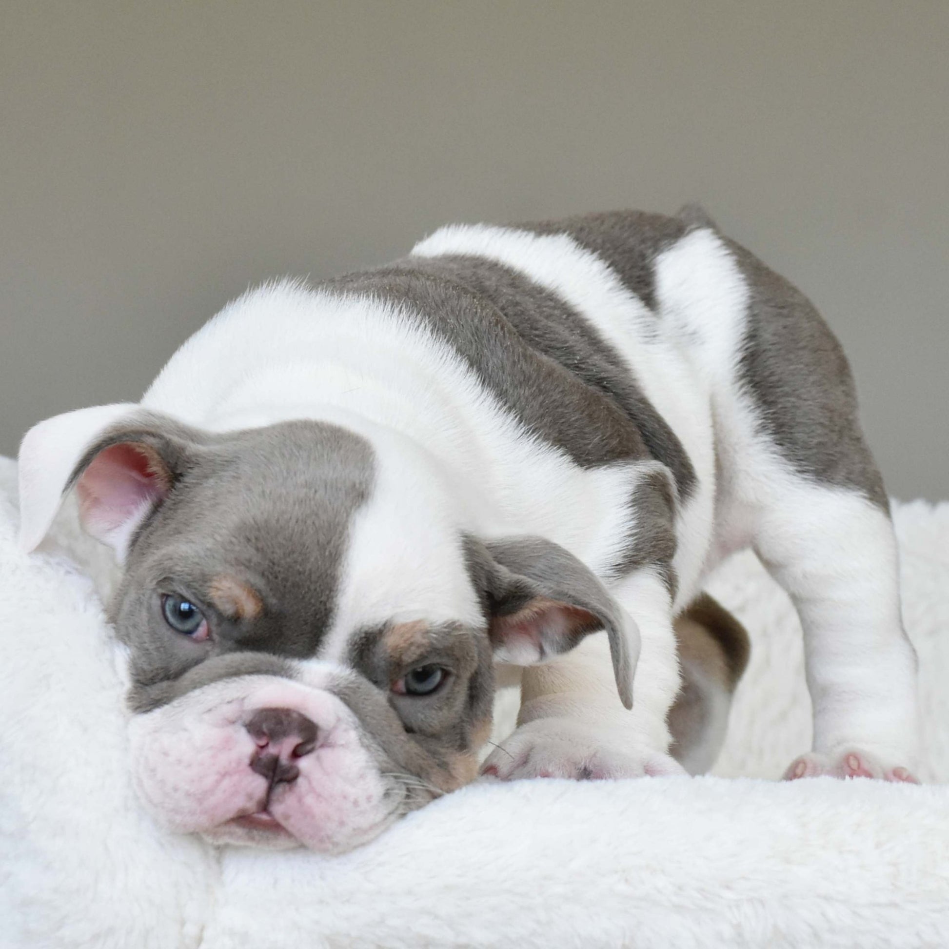 KASH (Boy) - WB English Bulldogs