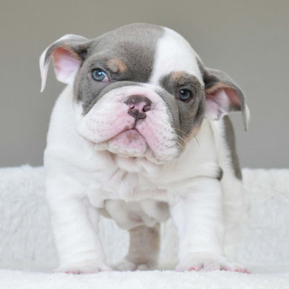 KASH (Boy) - WB English Bulldogs