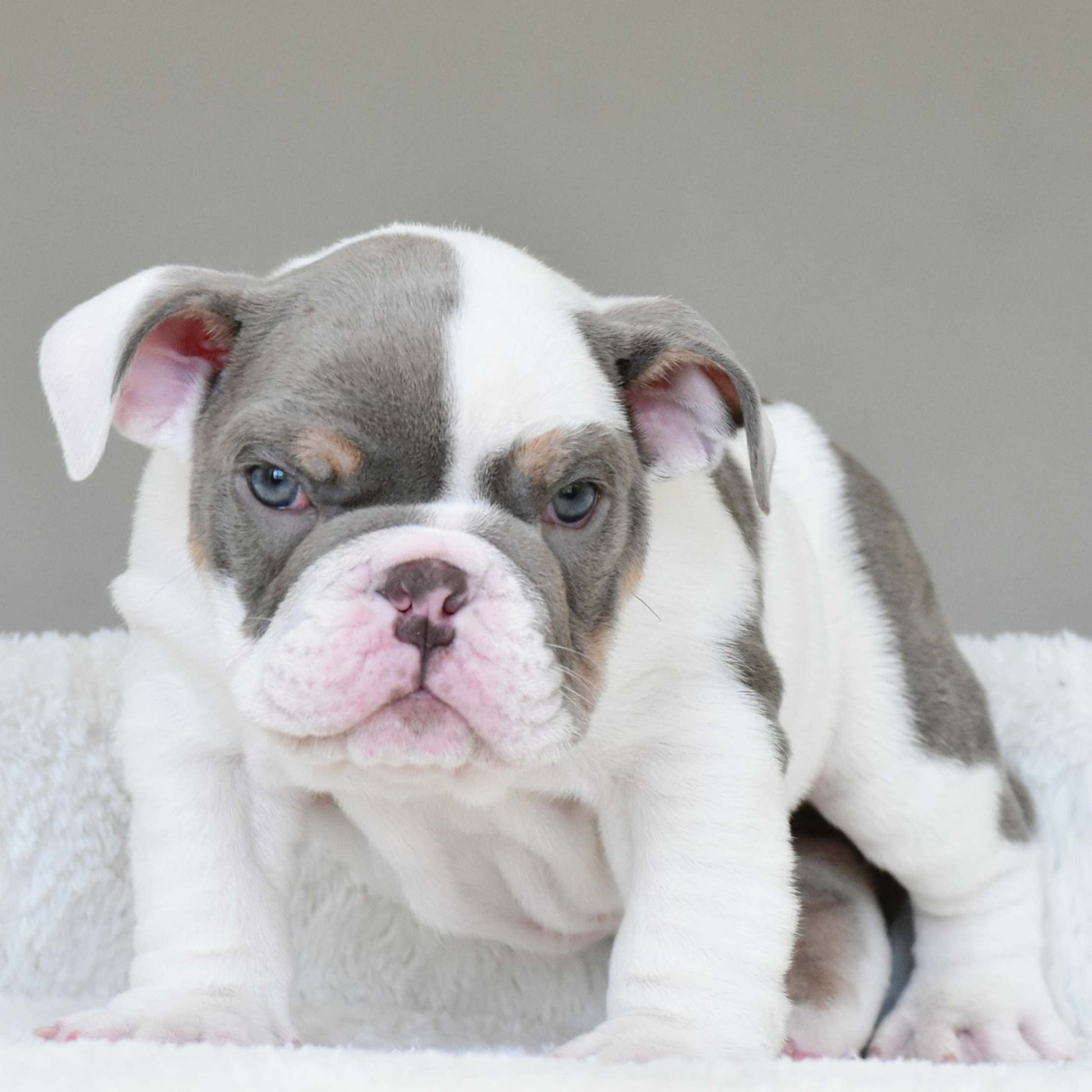 KASH (Boy) - WB English Bulldogs