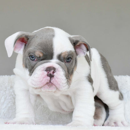 KASH (Boy) - WB English Bulldogs