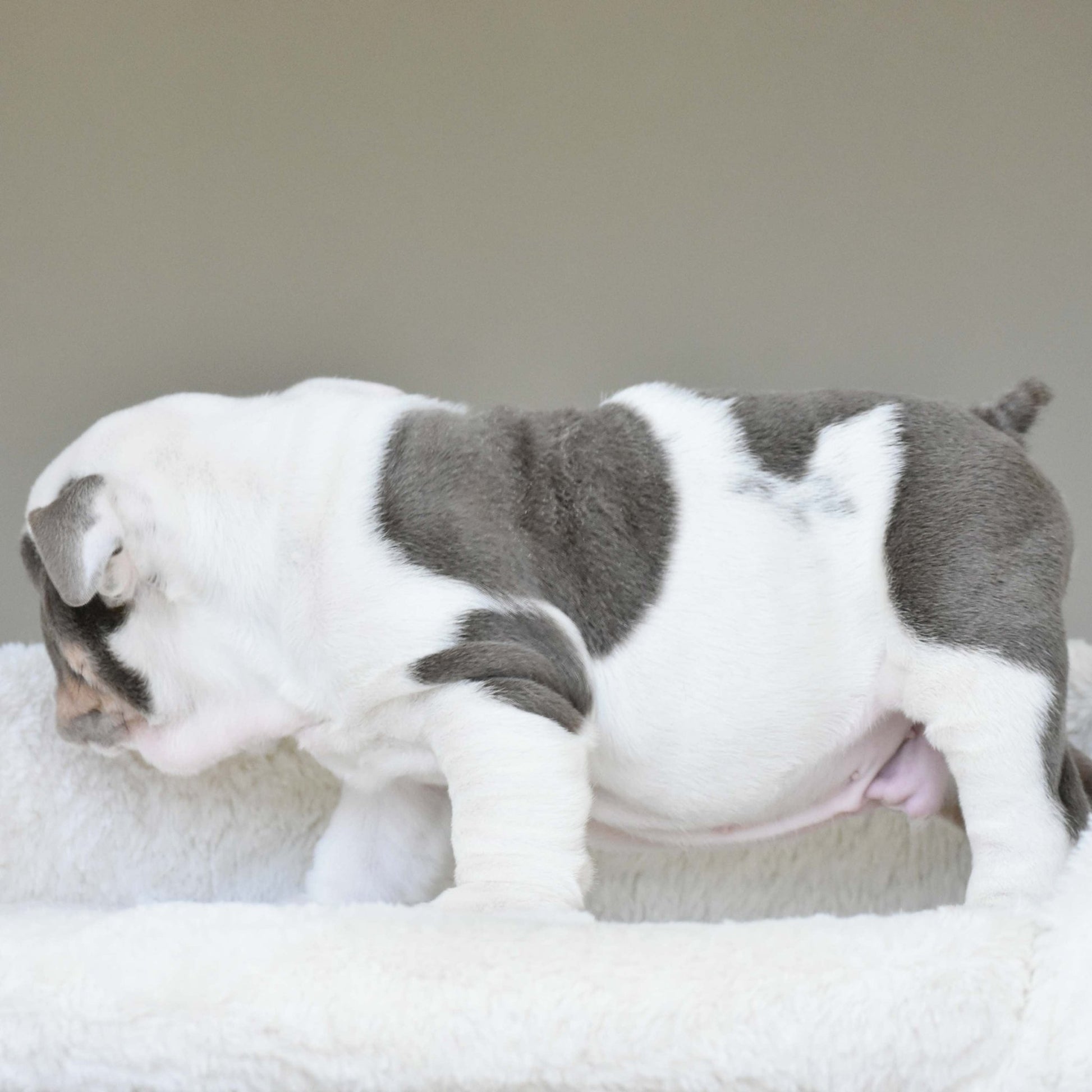 KASH (Boy) - WB English Bulldogs