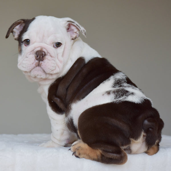 KIRA - $3,200 - WB English Bulldogs