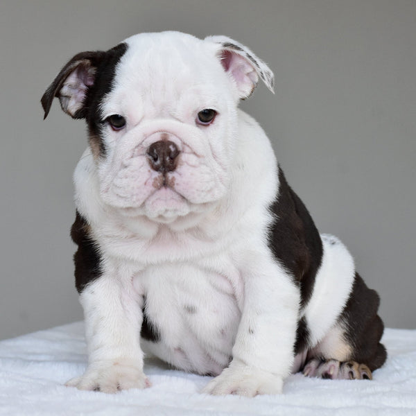 KIRA - $3,200 - WB English Bulldogs