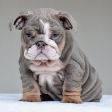 KONA | $3,500 - WB English Bulldogs