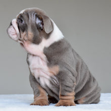 KONA | $3,500 - WB English Bulldogs
