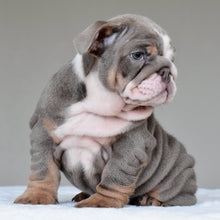 KONA | $3,500 - WB English Bulldogs