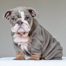 KONA | $3,500 - WB English Bulldogs