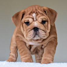 KONG (BOY) - WB English Bulldogs