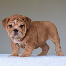 KONG (BOY) - WB English Bulldogs
