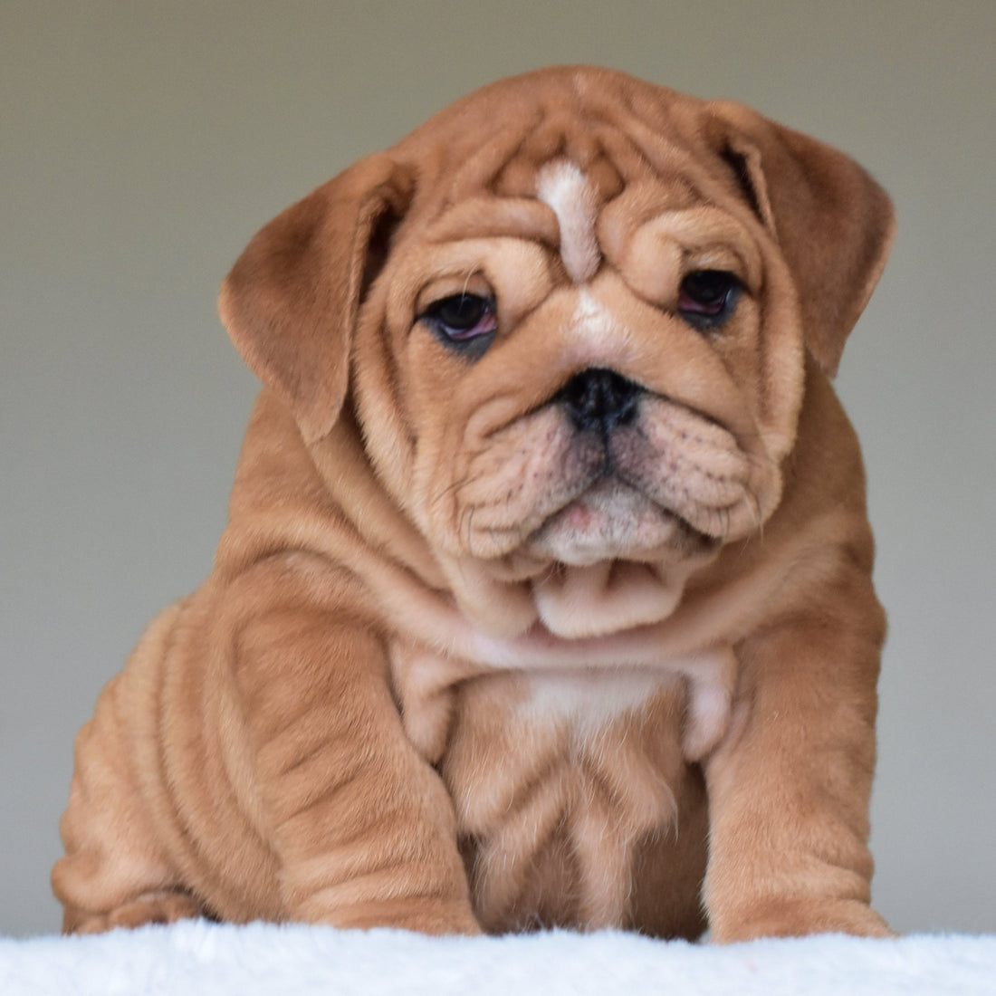 KONG (BOY) - WB English Bulldogs