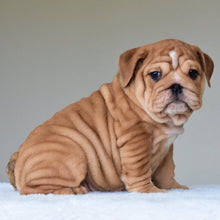 KONG (BOY) - WB English Bulldogs