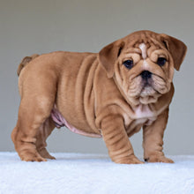 KONG (BOY) - WB English Bulldogs
