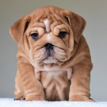 KONG (BOY) - WB English Bulldogs