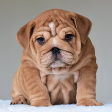 KONG (BOY) - WB English Bulldogs