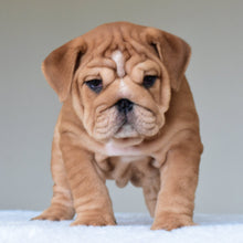 KONG (BOY) - WB English Bulldogs