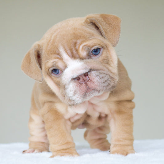 LEAH (Girl) - WB English Bulldogs