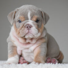 💎 LEGEND - WB English Bulldogs