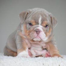 💎 LEGEND - WB English Bulldogs