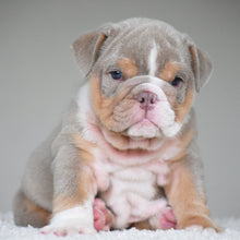 💎 LEGEND - WB English Bulldogs
