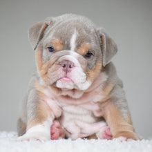 💎 LEGEND - WB English Bulldogs
