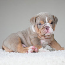 💎 LEGEND - WB English Bulldogs