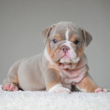 💎 LEGEND - WB English Bulldogs