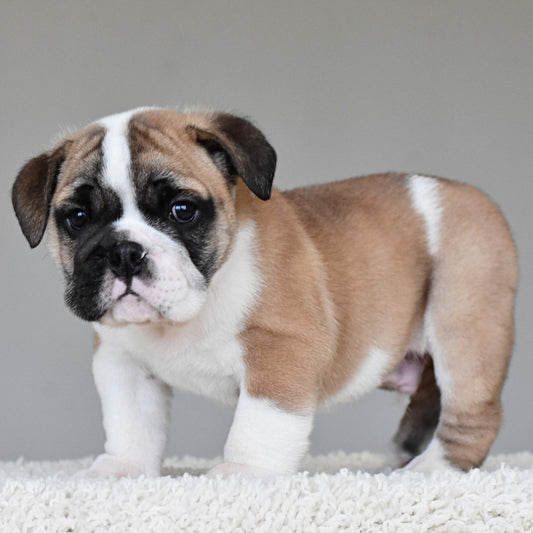 LENNOX (Boy) - WB English Bulldogs