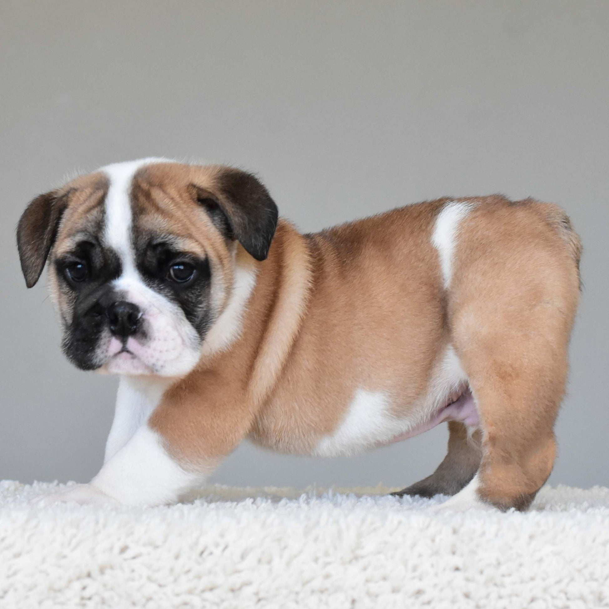 LENNOX (Boy) - WB English Bulldogs