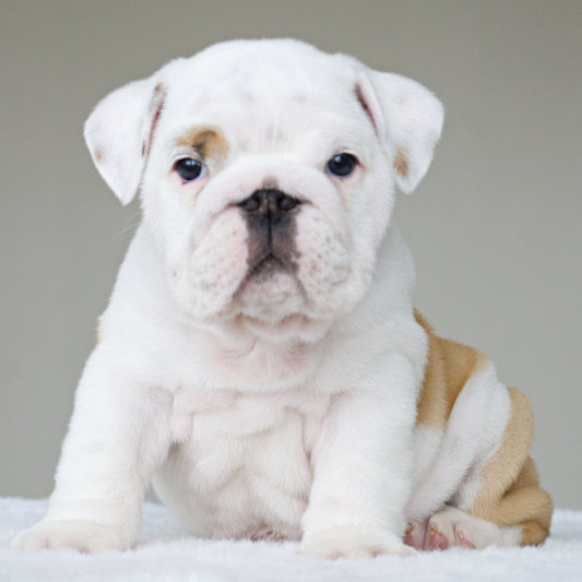 LEO (Boy) - WB English Bulldogs