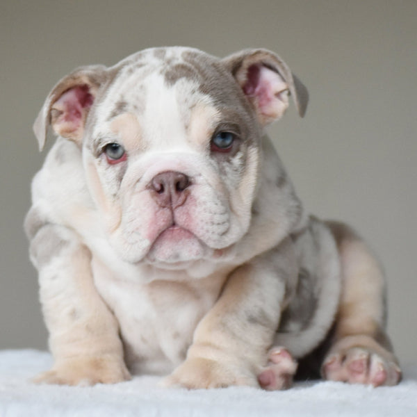 🎀 LOLA - WB English Bulldogs