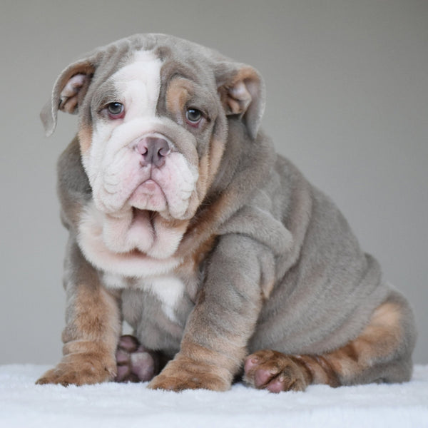 💎 LORENZO - WB English Bulldogs
