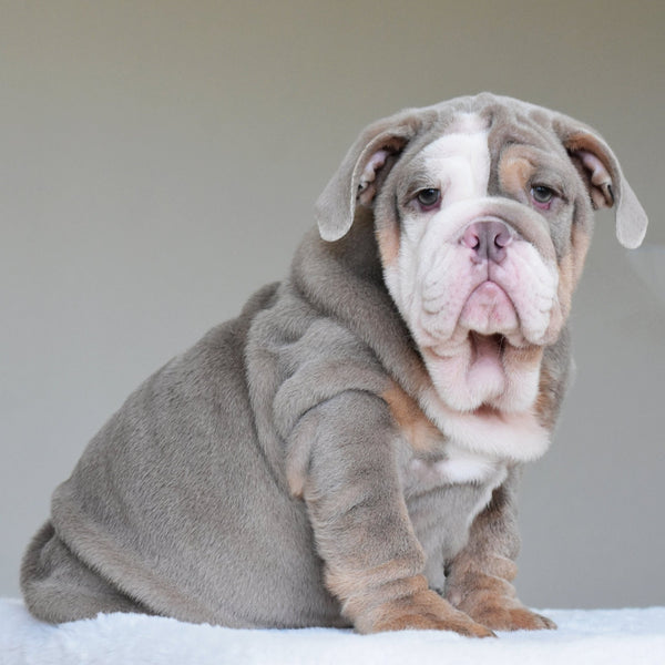 💎 LORENZO - WB English Bulldogs