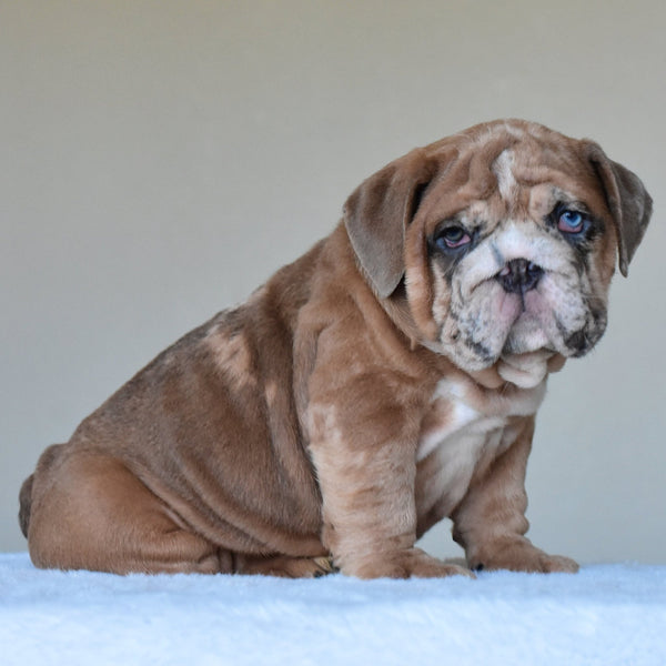 💎 LOUIS - WB English Bulldogs