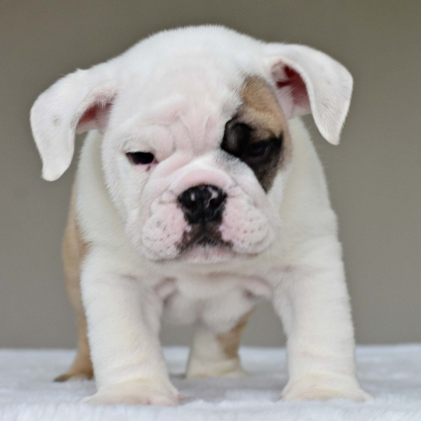 LUCKY (BOY) - WB English Bulldogs