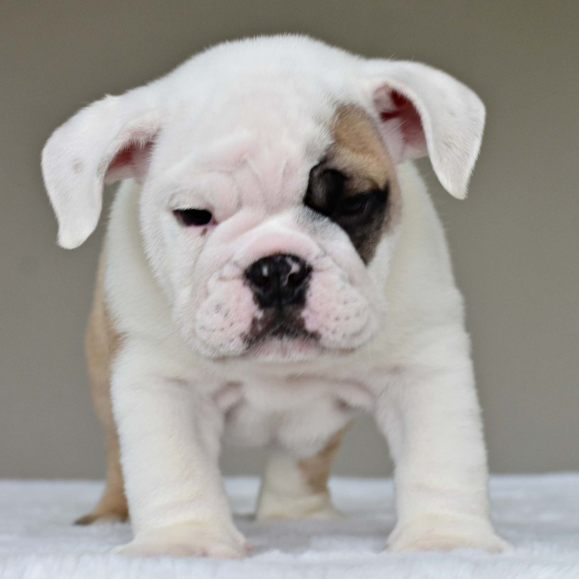 LUCKY (BOY) - WB English Bulldogs