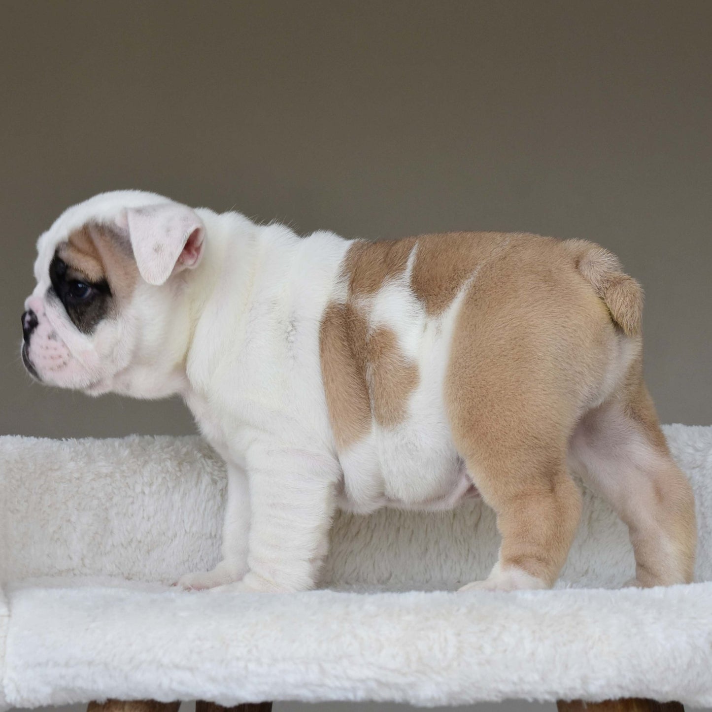 LUCKY (BOY) - WB English Bulldogs