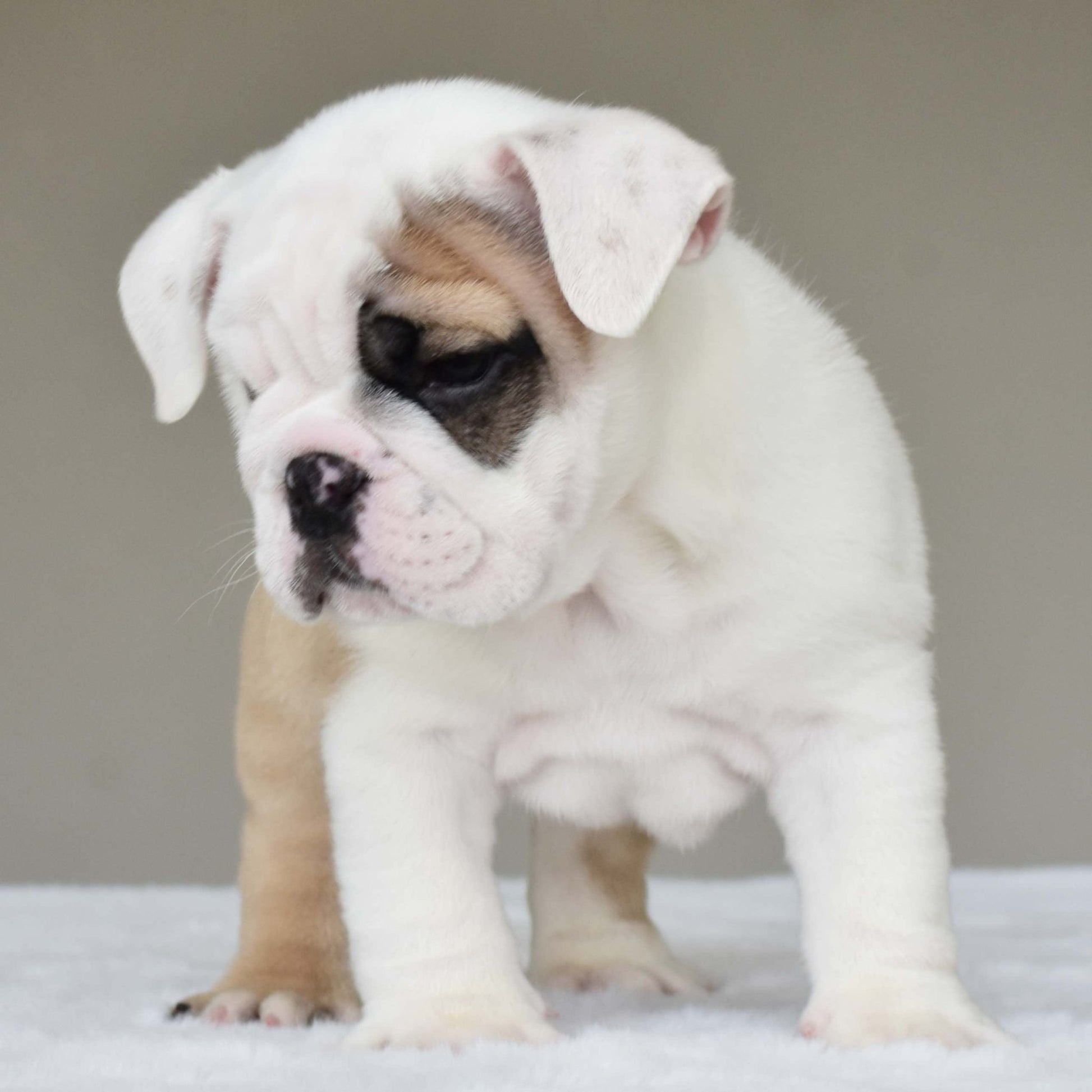 LUCKY (BOY) - WB English Bulldogs