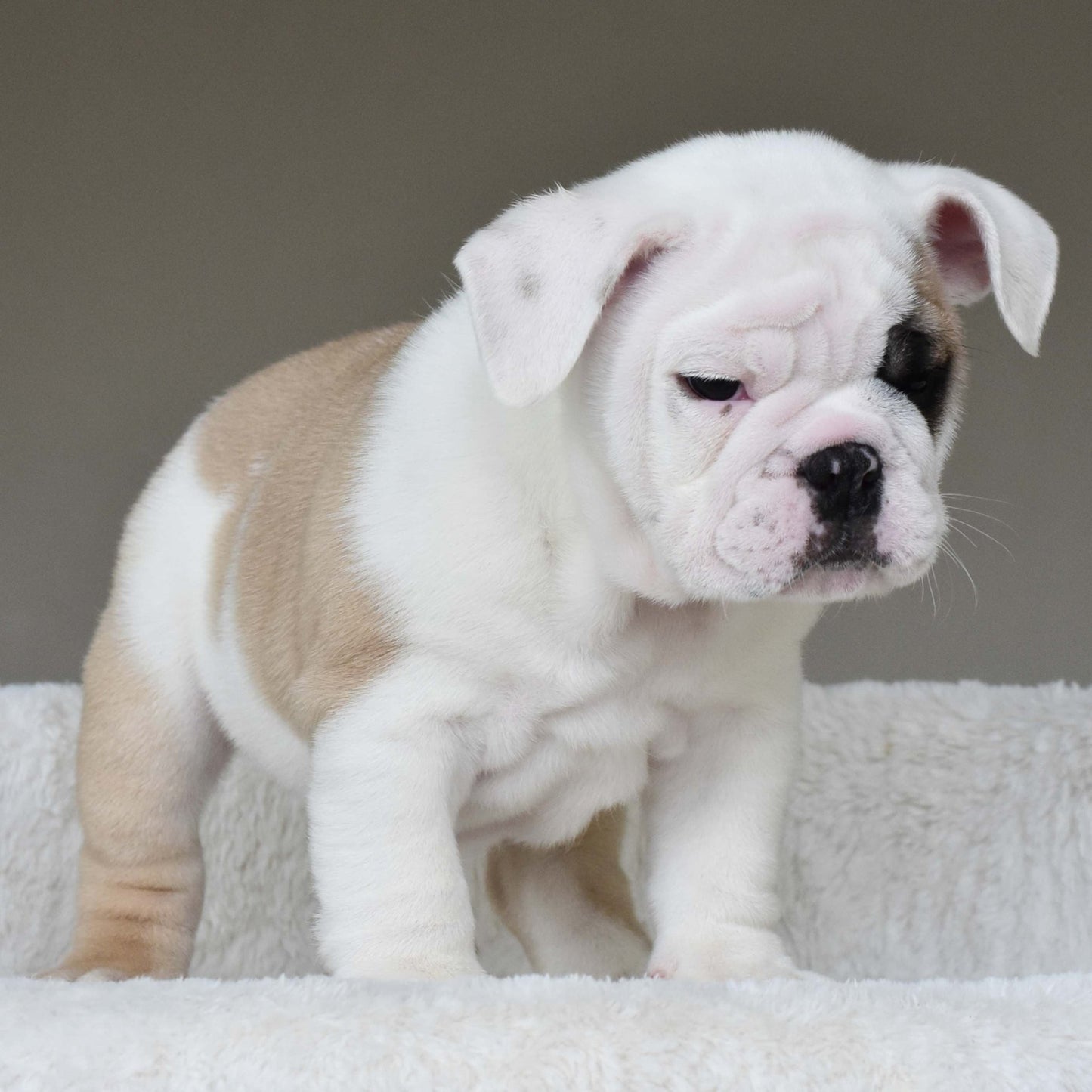 LUCKY (BOY) - WB English Bulldogs