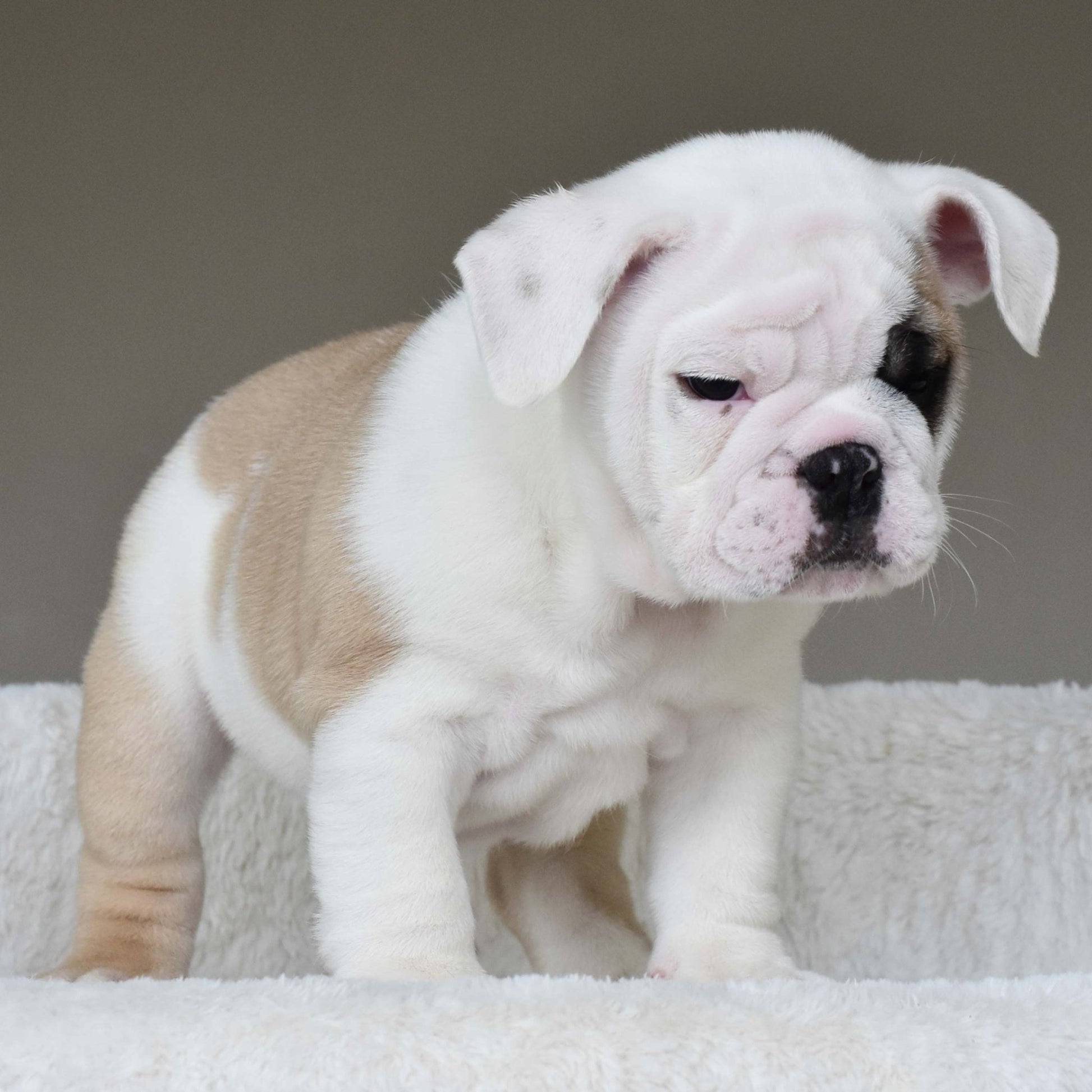 LUCKY (BOY) - WB English Bulldogs