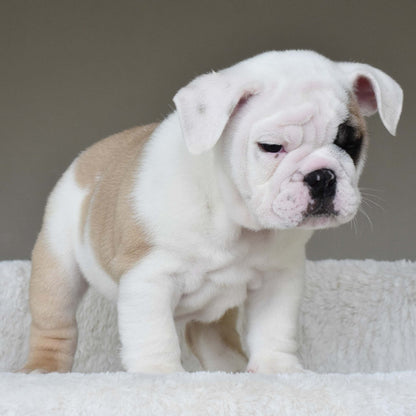 LUCKY (BOY) - WB English Bulldogs