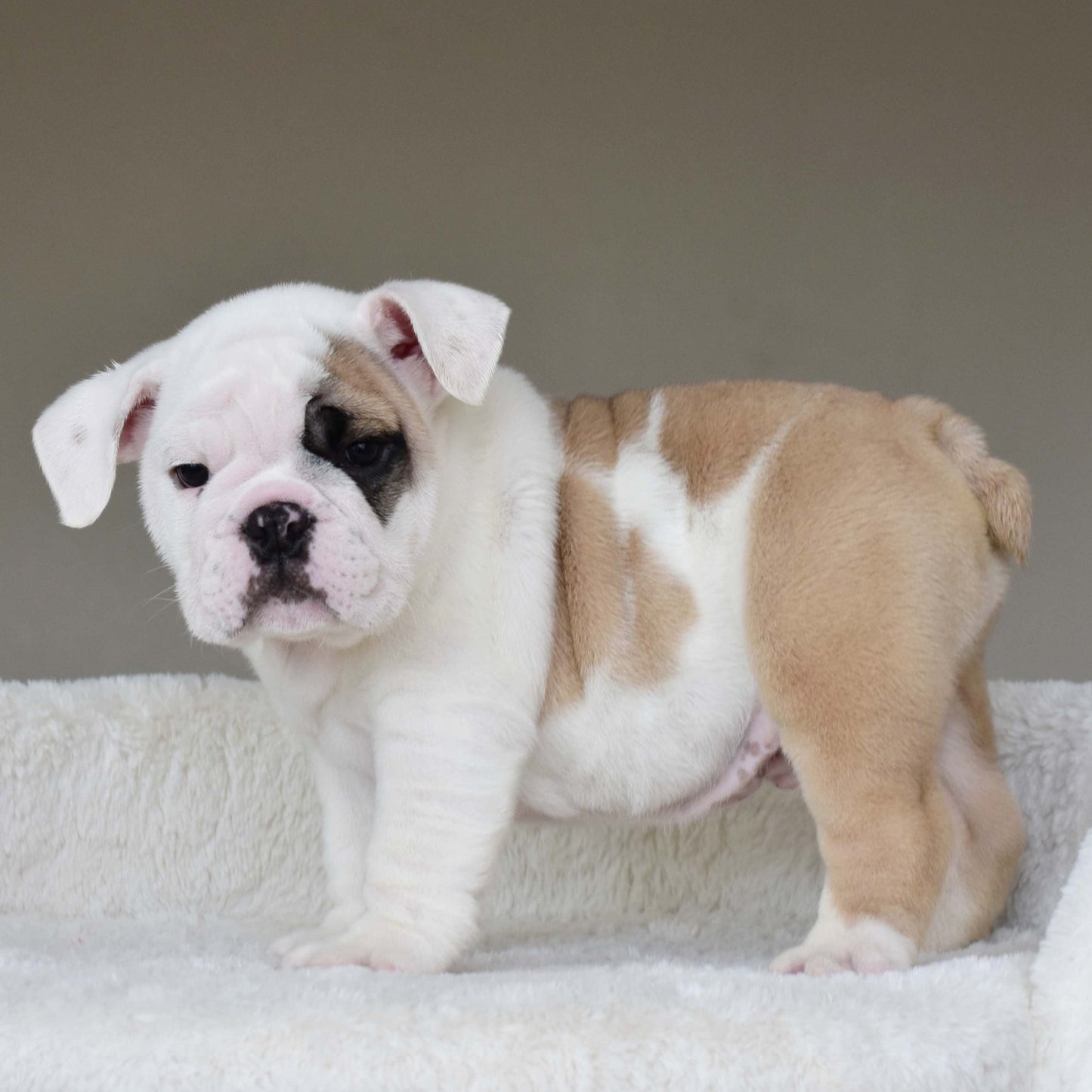 LUCKY (BOY) - WB English Bulldogs