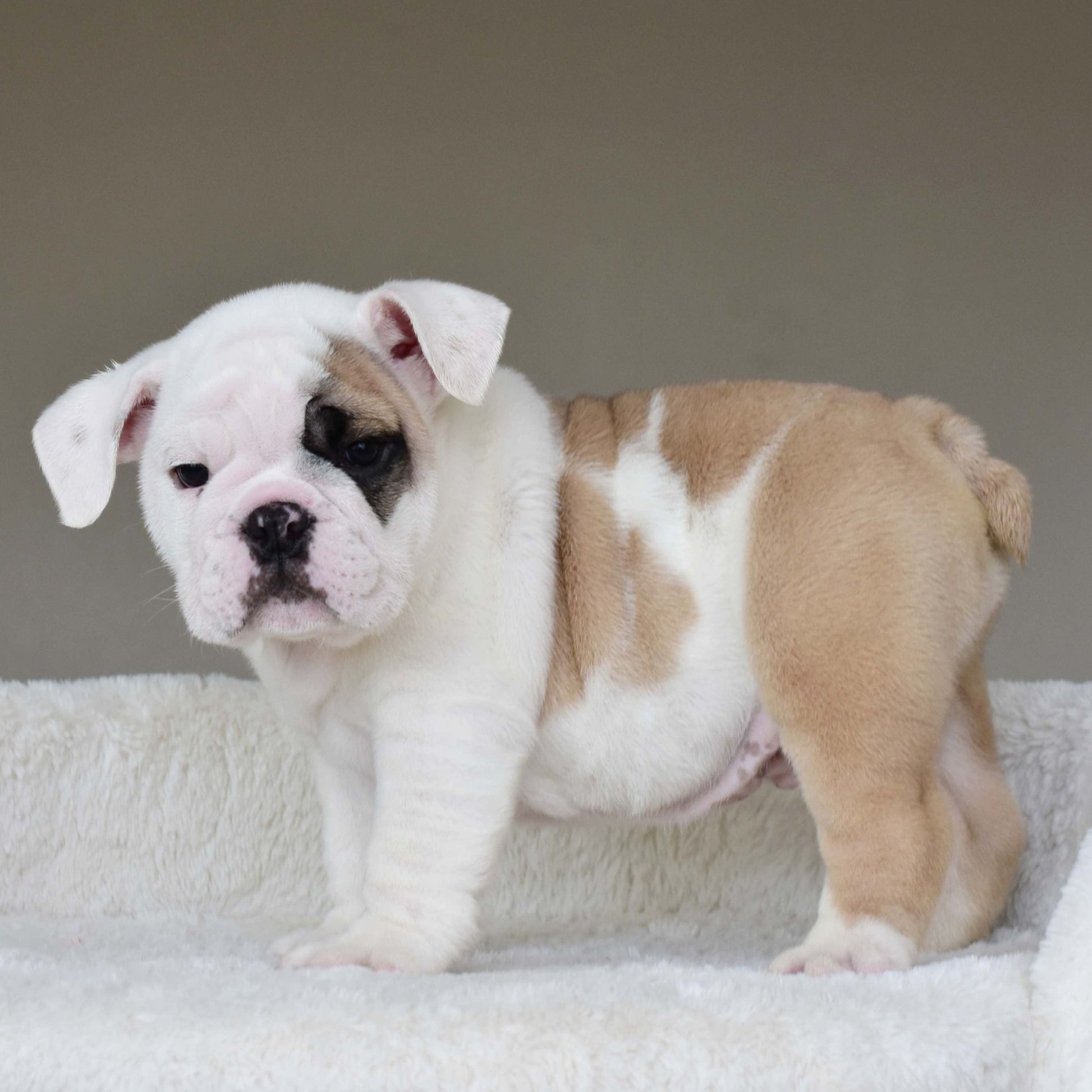 LUCKY (BOY) - WB English Bulldogs