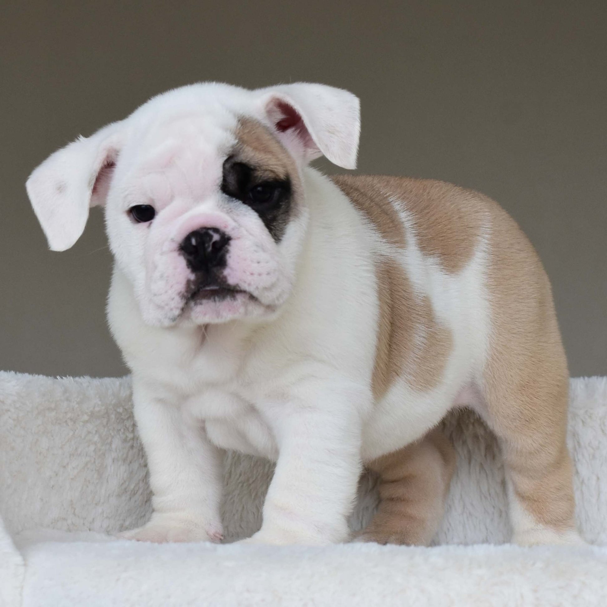 LUCKY (BOY) - WB English Bulldogs