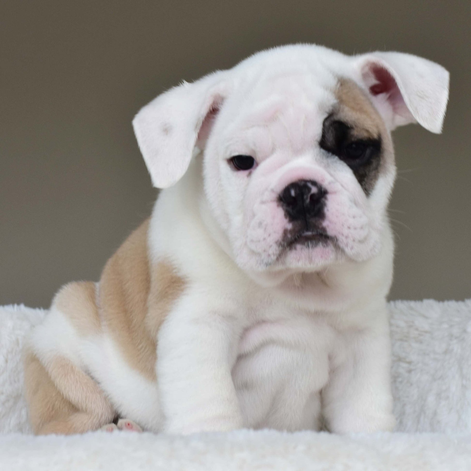 LUCKY (BOY) - WB English Bulldogs