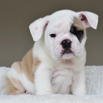 LUCKY (BOY) - WB English Bulldogs