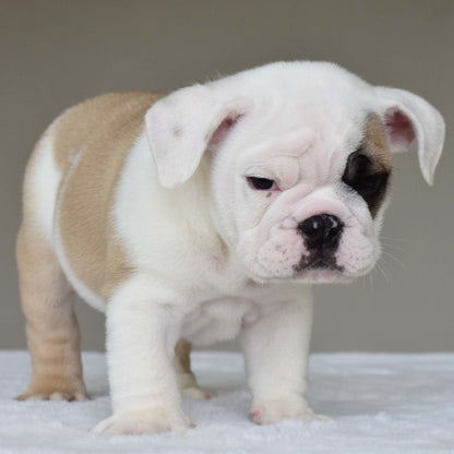 LUCKY (BOY) - WB English Bulldogs