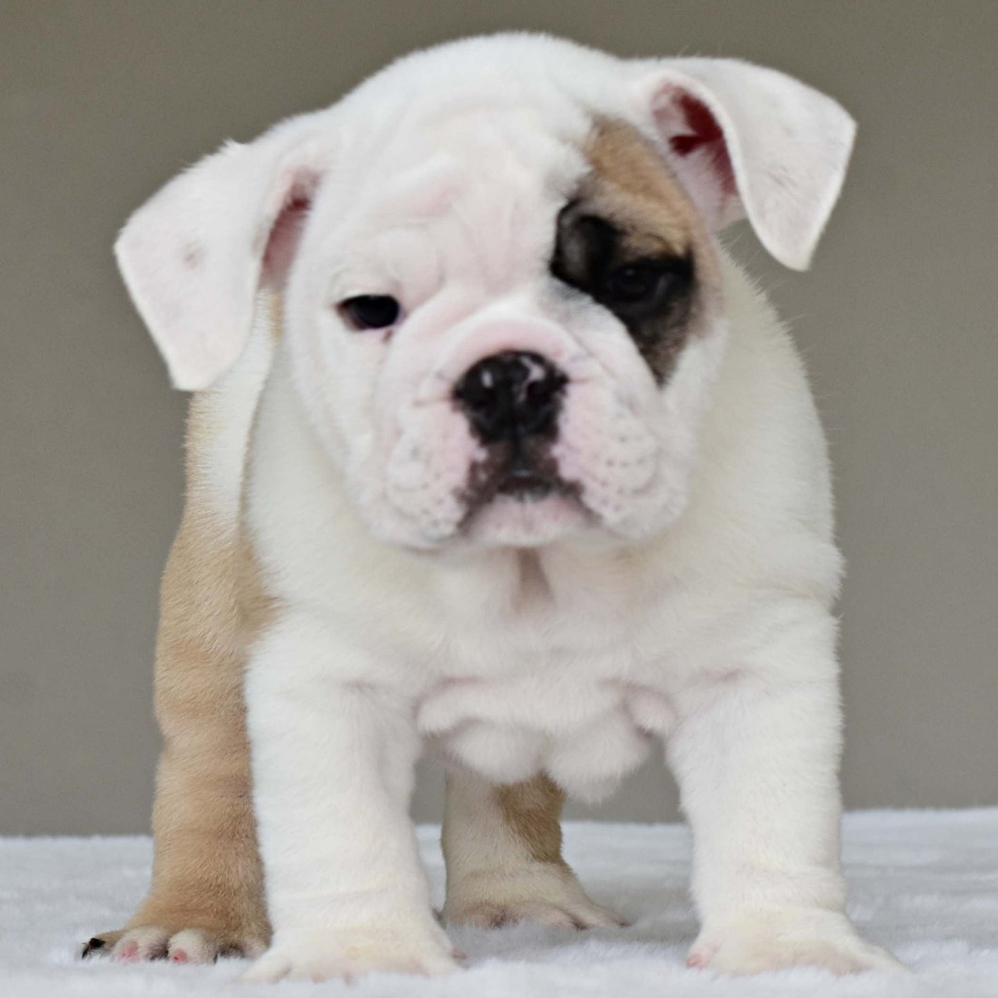 LUCKY (BOY) - WB English Bulldogs