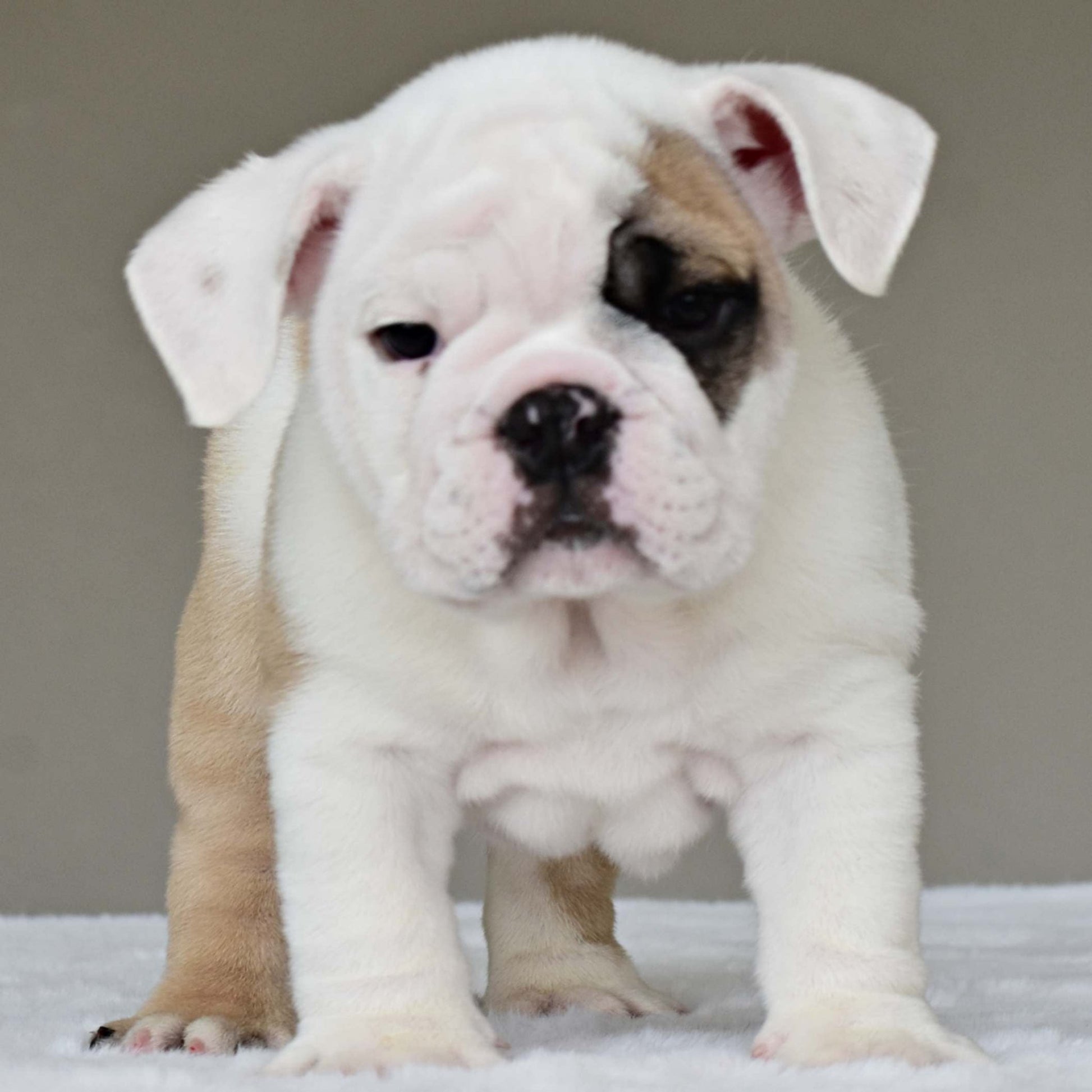 LUCKY (BOY) - WB English Bulldogs