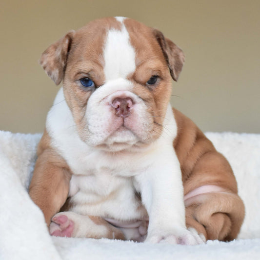 LULU (Girl) - WB English Bulldogs